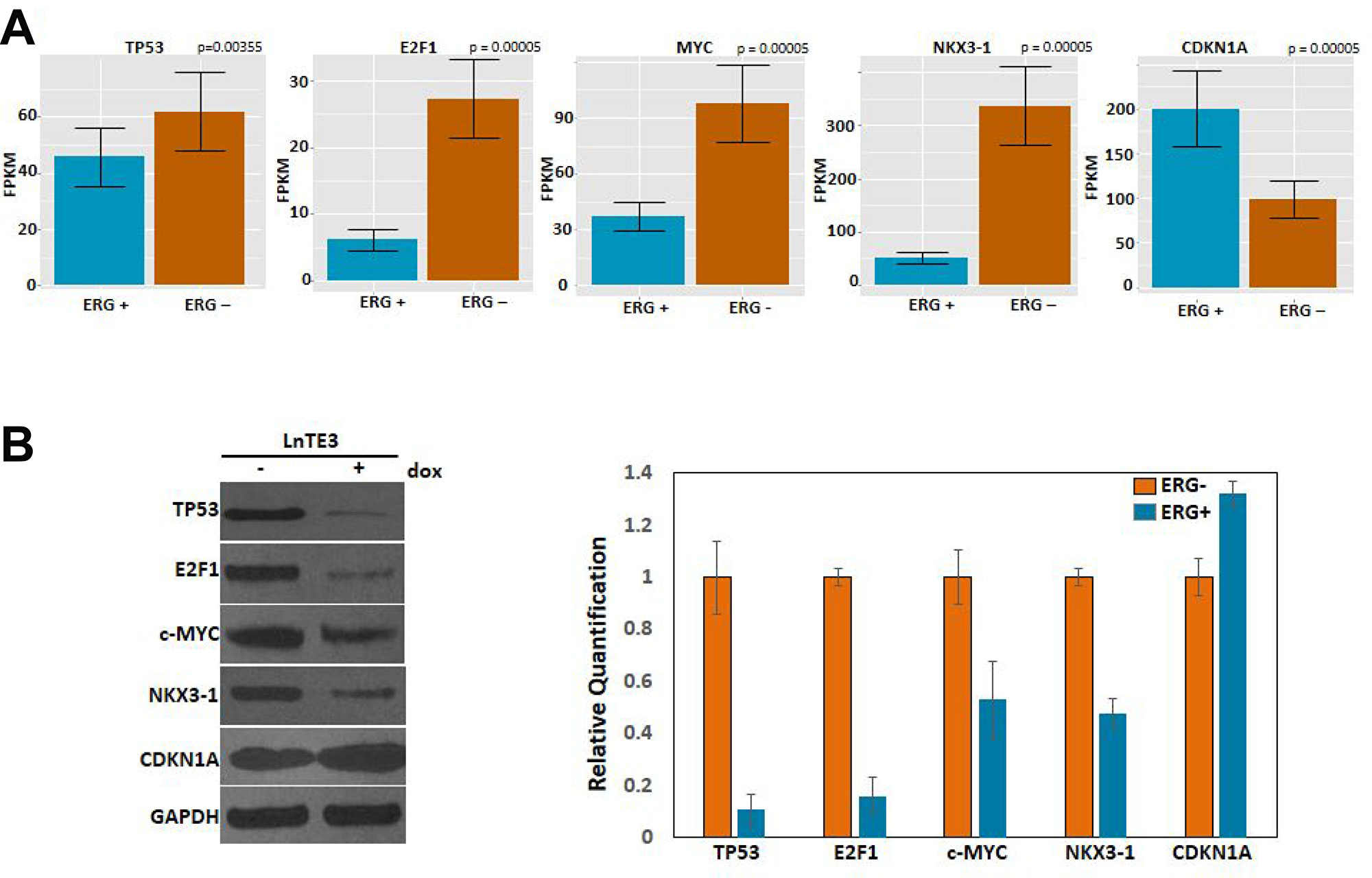 Expression and validation of DEGs.