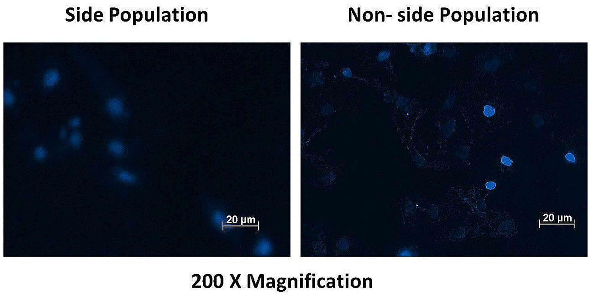 Fluorescence microscopy of the side and non-side population after staining with the dye Hoechst 33342 showing high fluorescence intensity (+++) in the non-side population of cells and a low fluorescence intensity (+) in the side population cells.