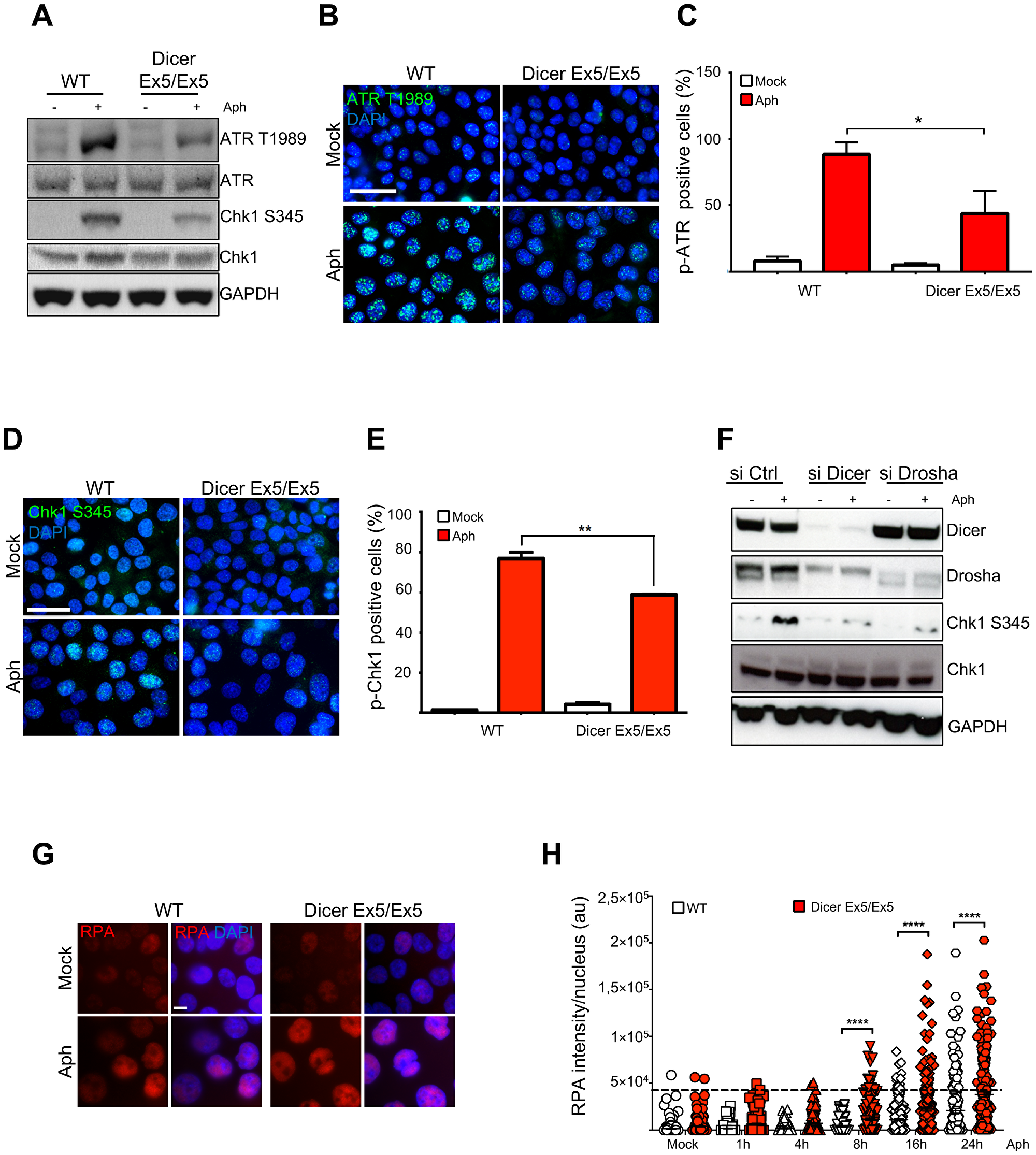 Inhibition of Dicer impairs the S-phase checkpoint.
