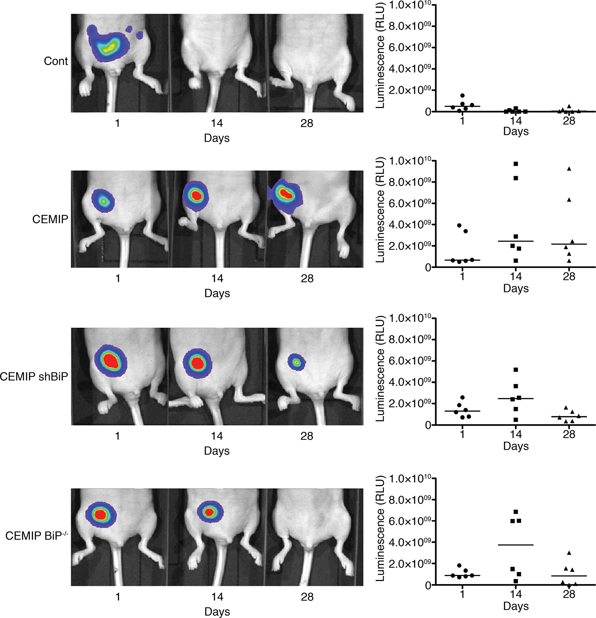 Overexpression of CEMIP in MCF-7 cells results in sustained tumor formation via BiP.