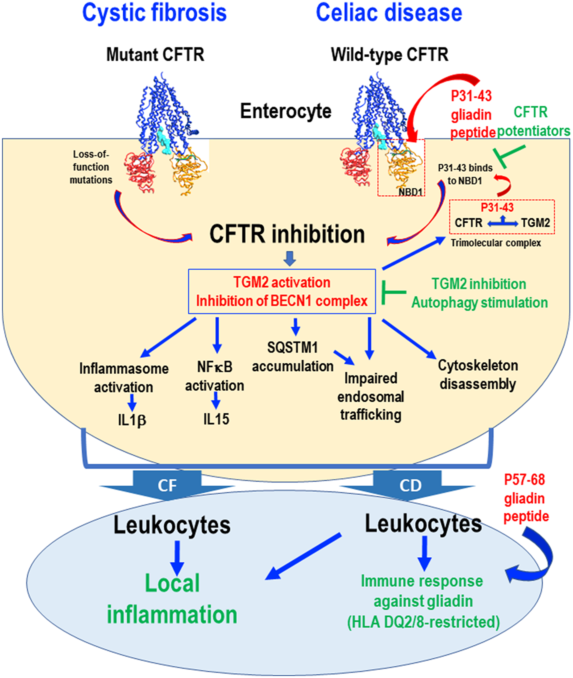 Schematic view of common pathogenic events downstream of CFTR inhibition in cystic fibrosis (CF) and celiac disease (CD).