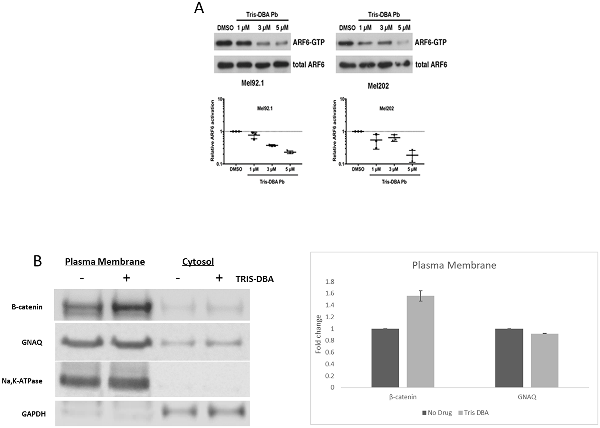 Tris DBA inhibits ARF6 activity and localizes B-catenin to plasma membrane.