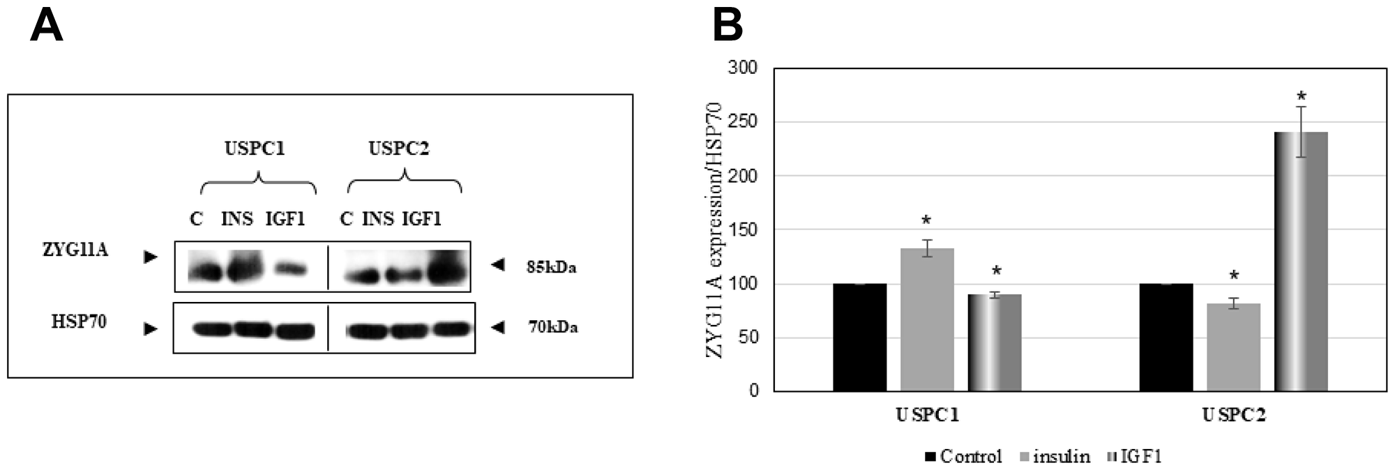 Regulation of ZYG11A protein levels by IGF1.