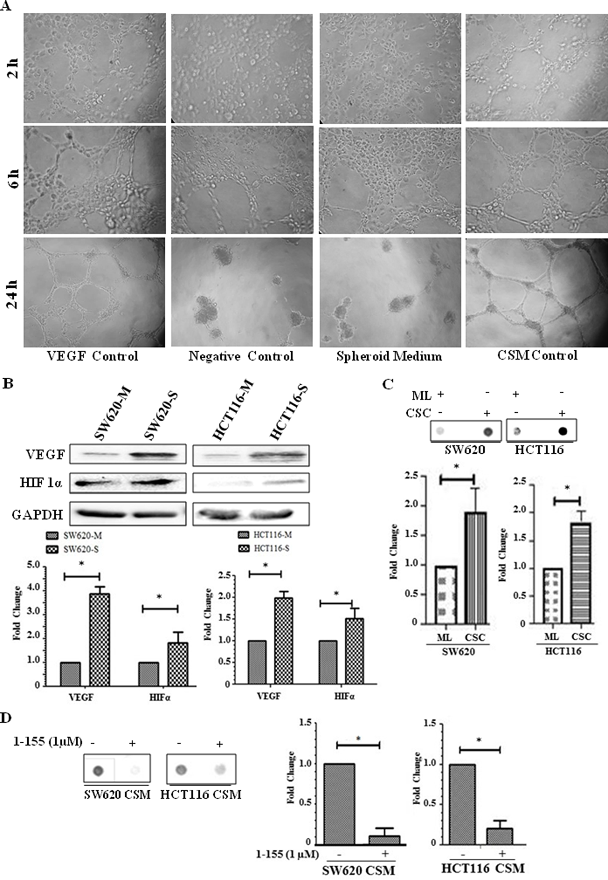 Spheroids containing CRC stem-like cells induce angiogenesis in vitro.