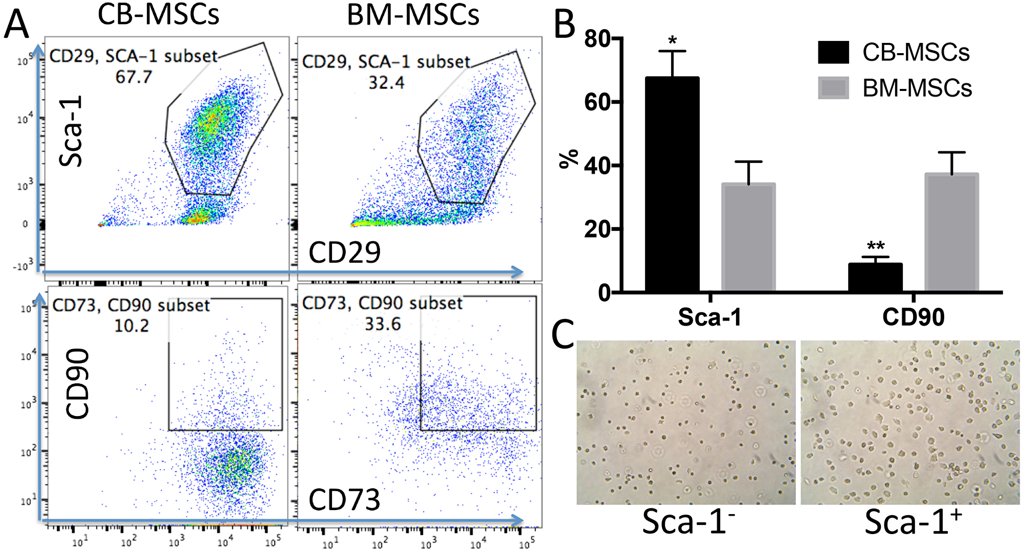 CB-MSCs express higher Sca-1 and lower CD90 compared to BM-MSCs.