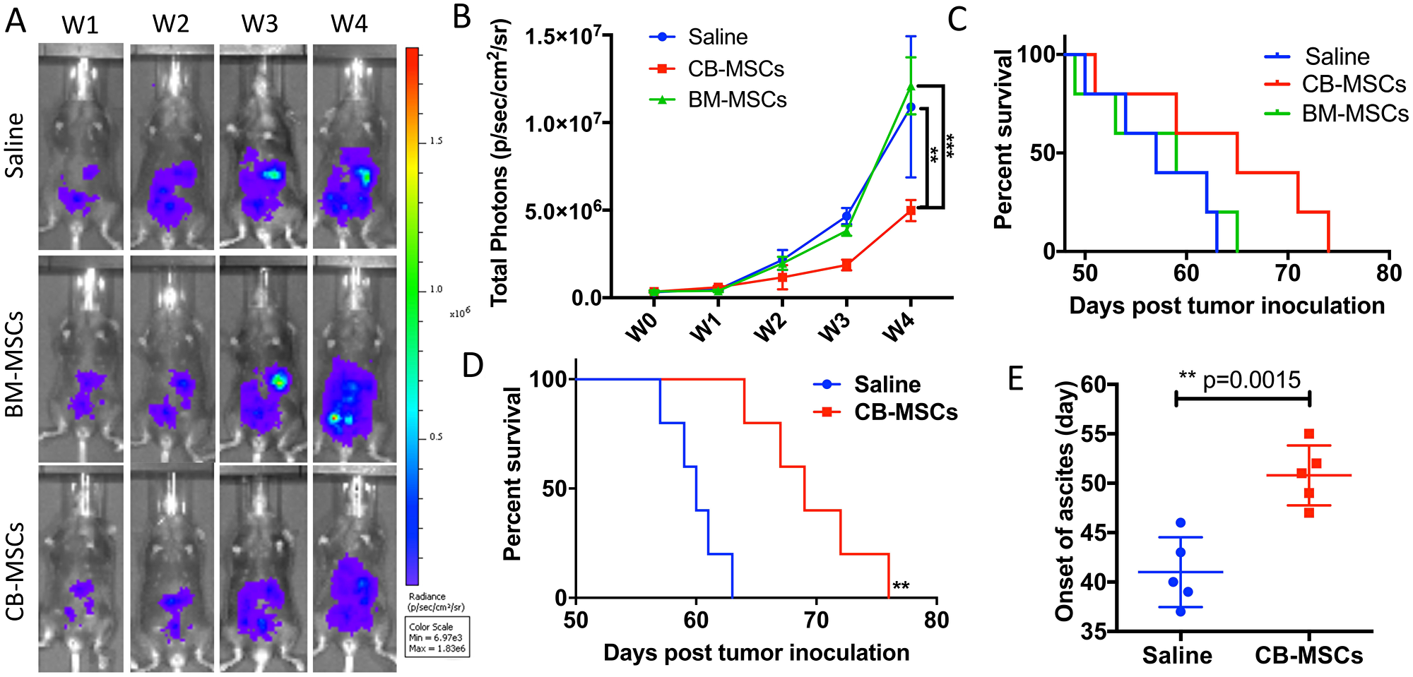 CD90low CB-MSCs inhibited tumor growth and prolonged mouse survival in ovarian cancer model.