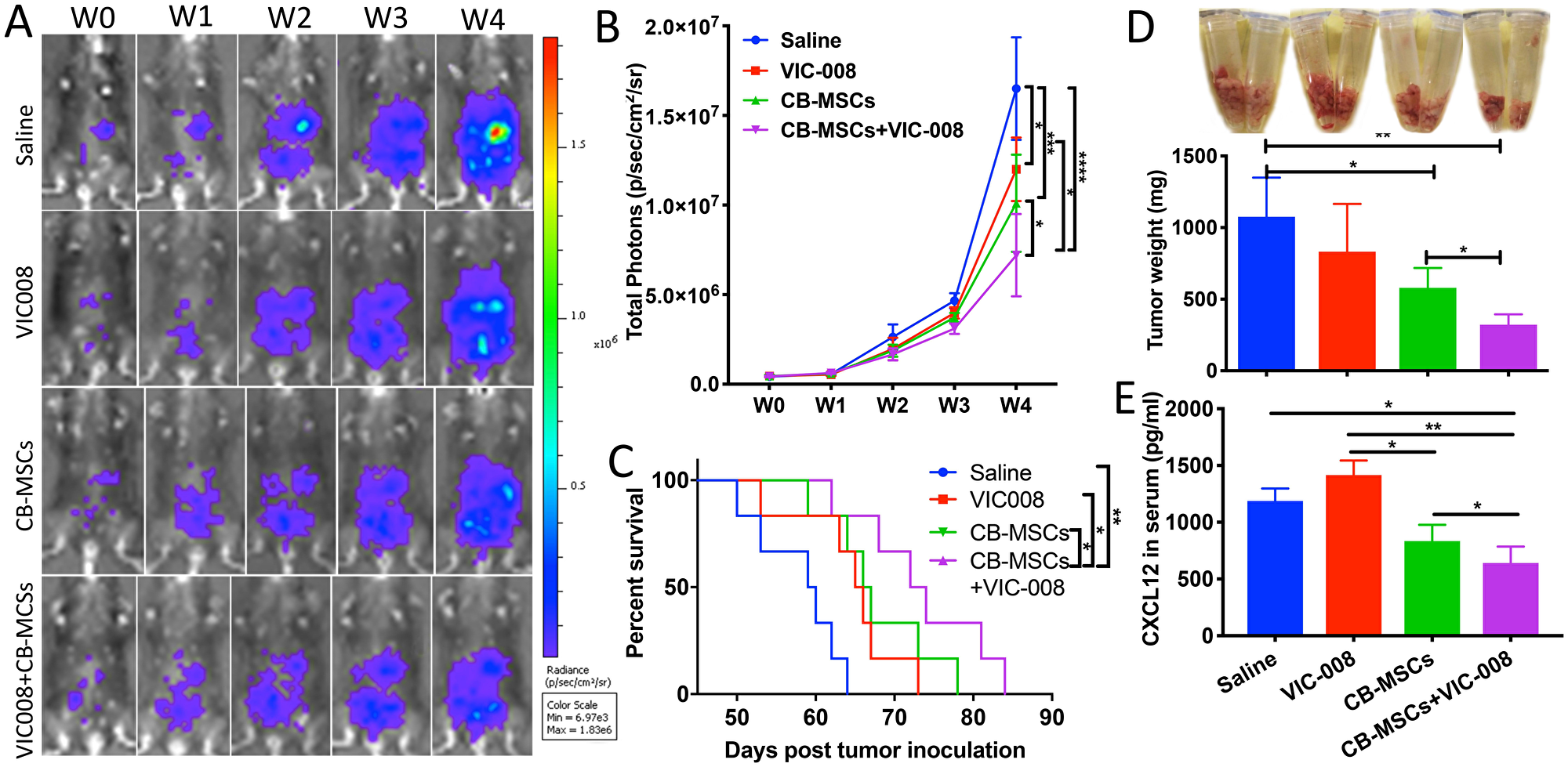 Combination of CD90low CB-MSCs with VIC-008 further improved anti-tumor efficacy.