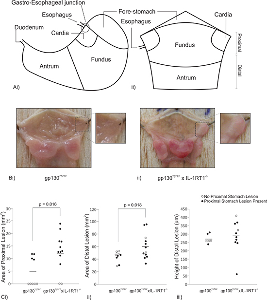 Macroscopic analysis of pathology in 12 week old gp130757FF xIL-1RT1&#x2013;/&#x2013; mice compared to gp130757FF mice.