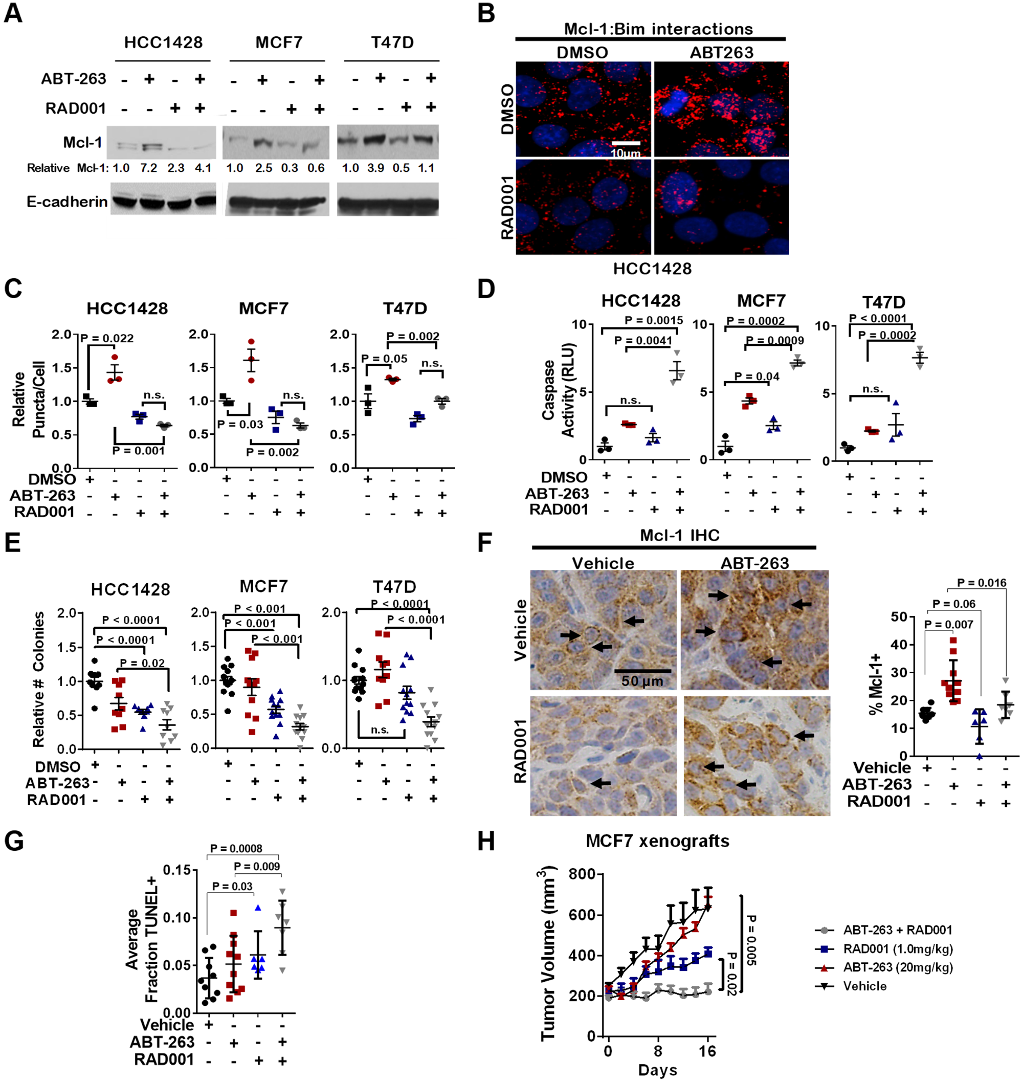 Inhibition of mTORC1 blocks Mcl-1 upregulation in response to ABT-263, and sensitizes ERα+ breast cancers to ABT-263-mediated cell death.