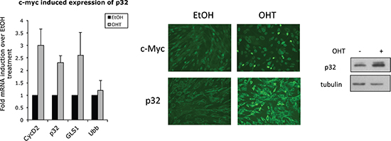 Myc promotes p32 expression.