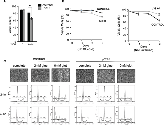 Loss of p32 sensitizes cells to glucose withdrawal and reduces sensitivity to glutamine deprivation.