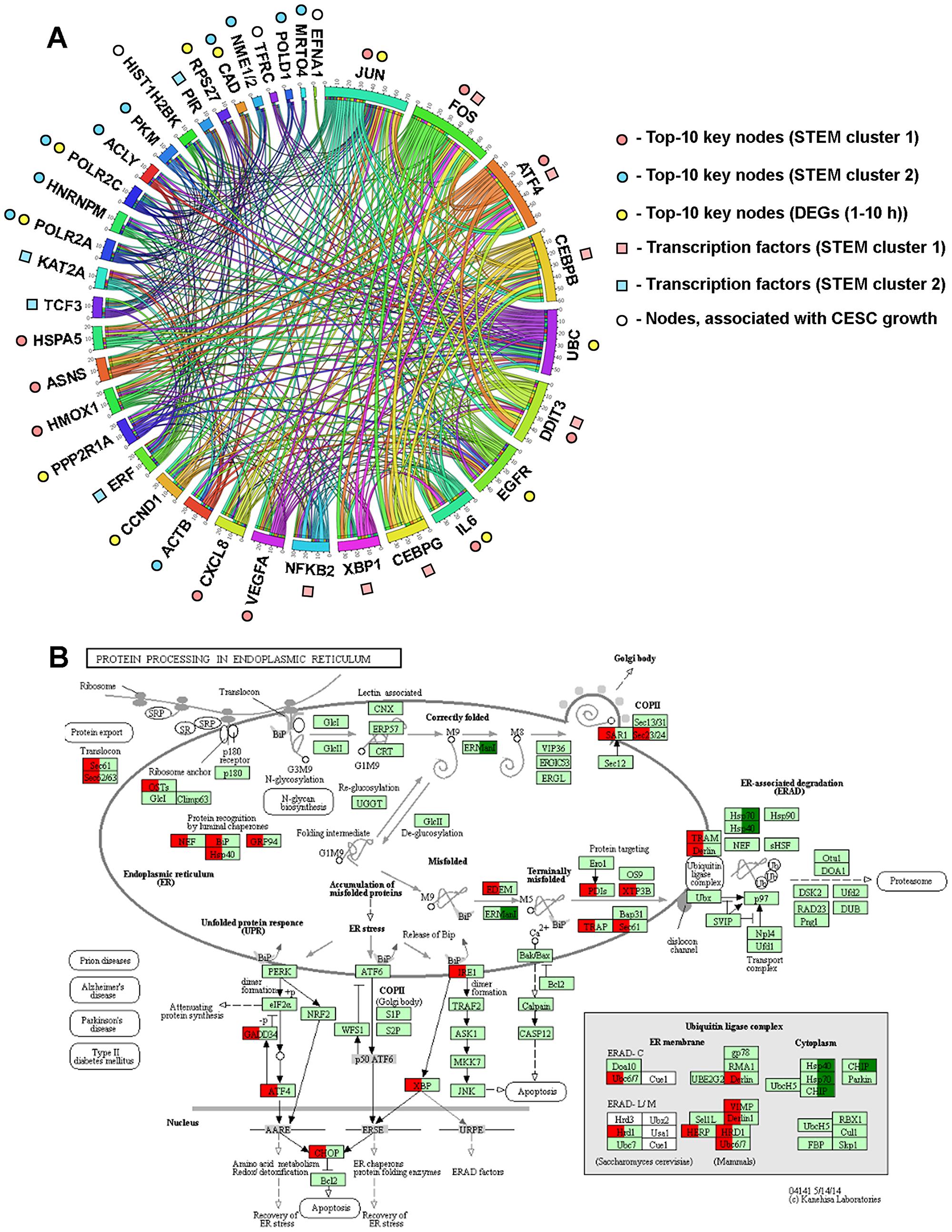 Dysregulation of ER homeostasis is a central event triggered by SM in KB-3-1 cells.