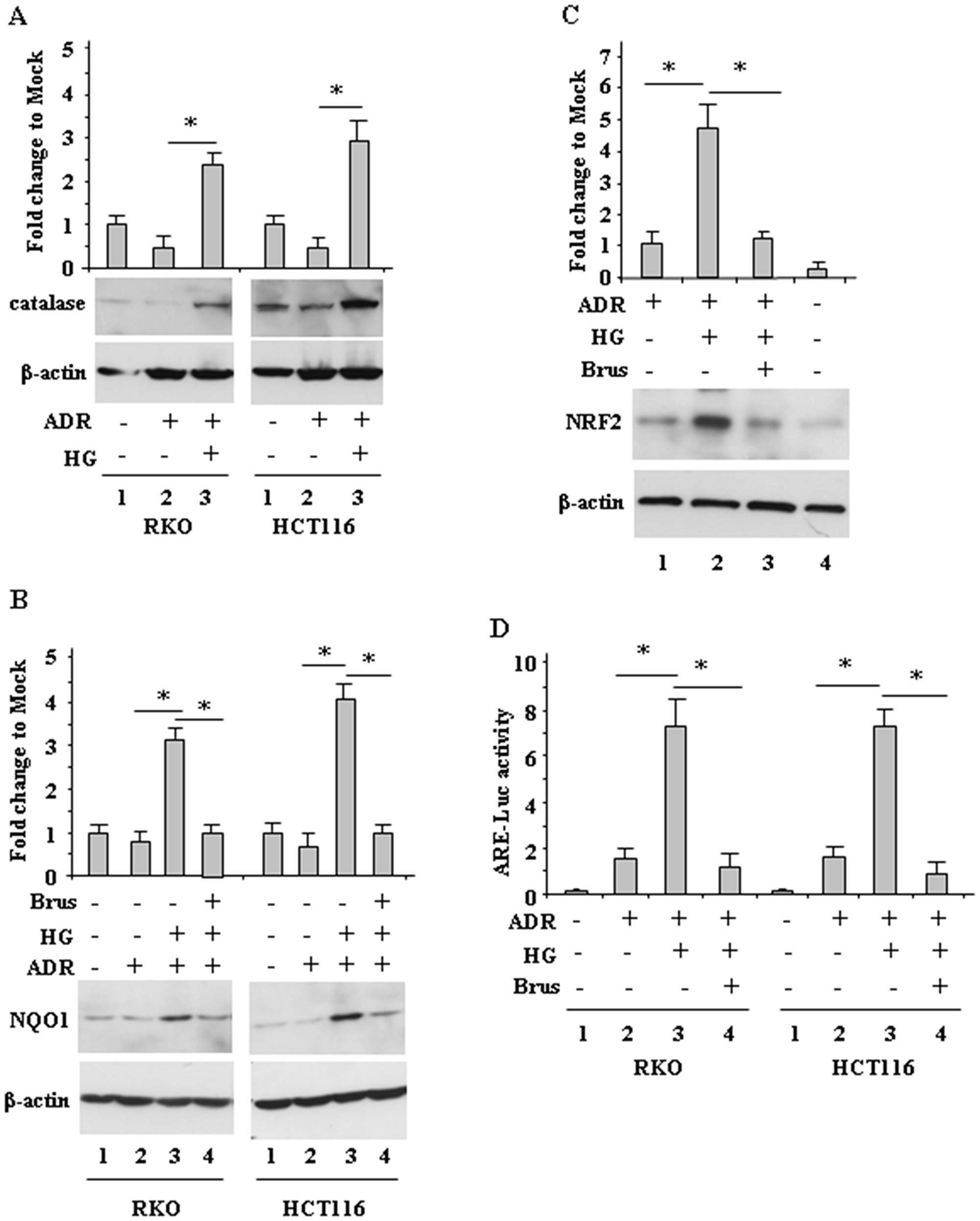 Increased antioxidant response during ADR treatment in HG condition.