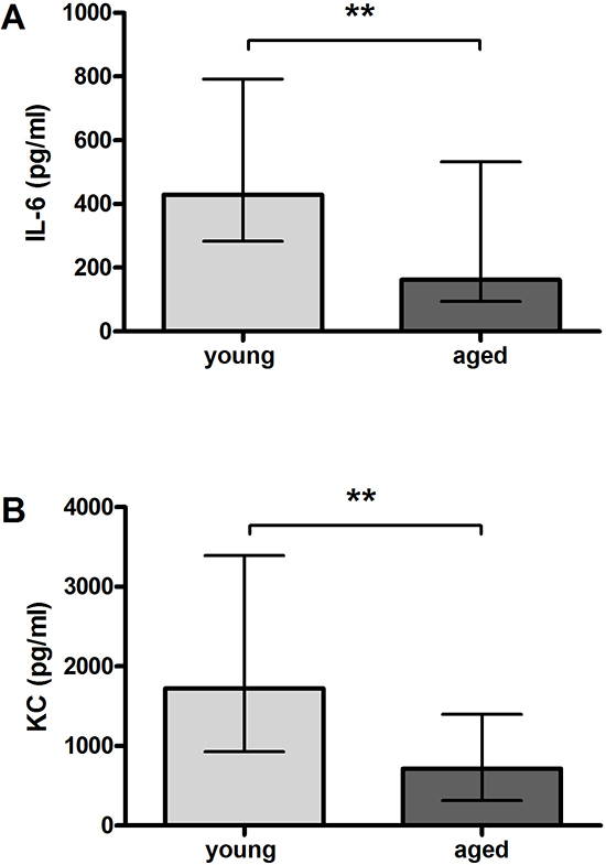 Serum concentrations of pro-inflammatory cyto-/chemokines after intracerebral infection with E. coli K1 (7.5 x 105 CFU) in young and aged mice.