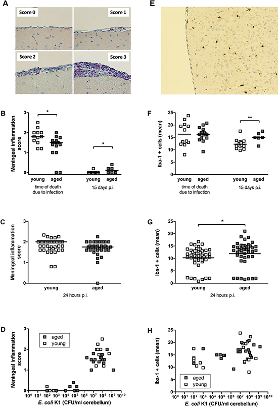 Quantification of infiltrating leukocytes (A&#x2013;D) and microglial cells (E&#x2013;H) in the CNS after intracerebral infection with E. coli K1 in young and aged mice.
