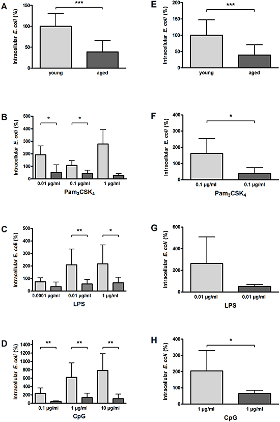 Phagocytosis of E. coli K1 by macrophages (A&#x2013;D) and microglial cells (E&#x2013;H) from young and aged mice in vitro.