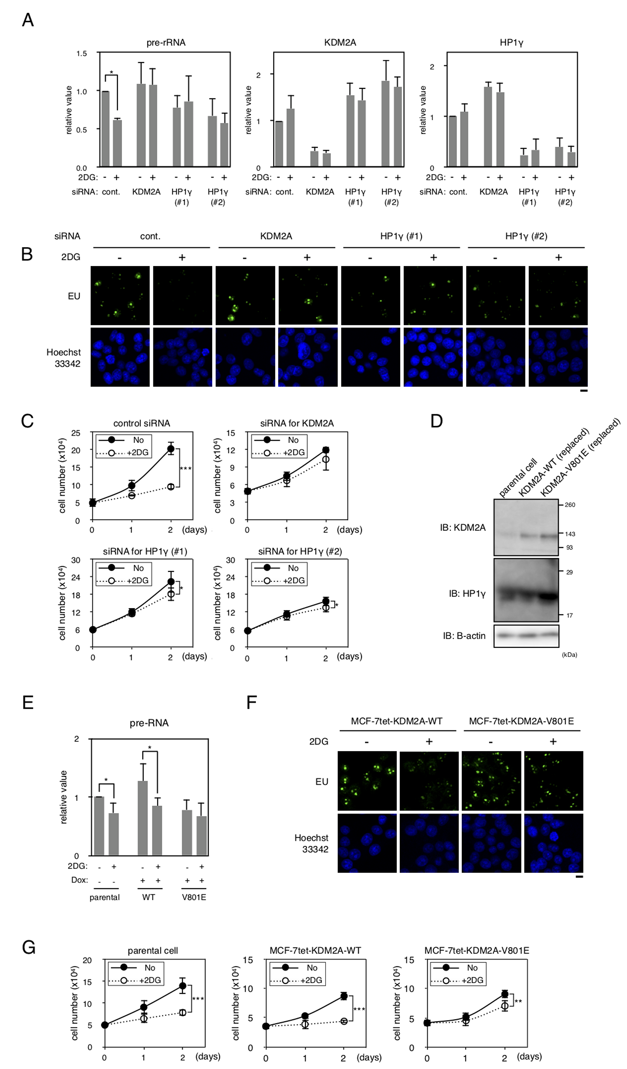 HP1γ is involved in KDM2A-dependent reductions of rRNA transcription and cell proliferation on glucose starvation.