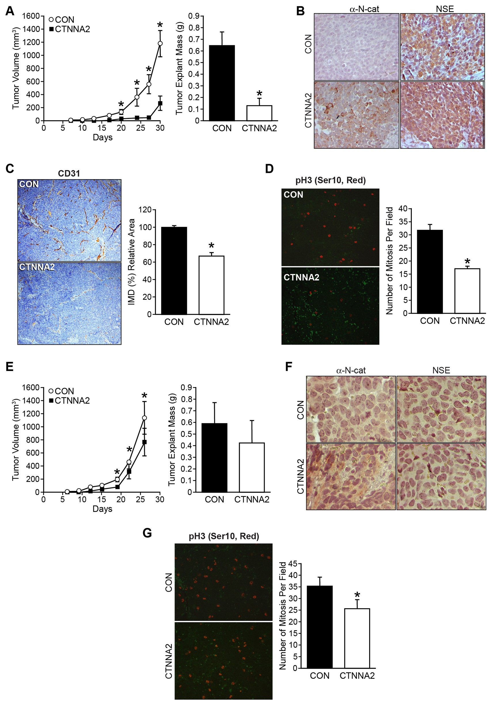 α-N-catenin inhibits tumor growth in tumor xenograft mouse model.