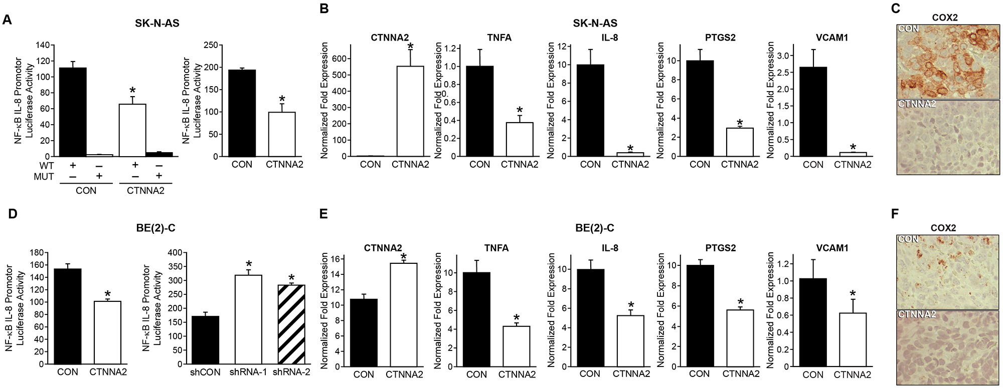 α-N-catenin inhibits NF-κB signaling in neuroblastoma cells.
