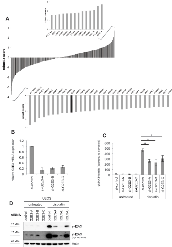 A high-content siRNA screen identifies modulators of the DDR to cisplatin, including G2E3.