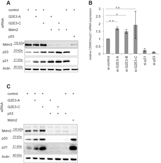 G2E3 depletion induces p53-dependent accumulation of p21.
