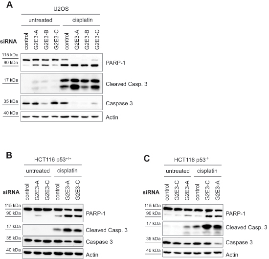 Knockdown of G2E3 results in p53-independent apoptosis and chemosensitization of osteosarcoma and colon carcinoma cells.