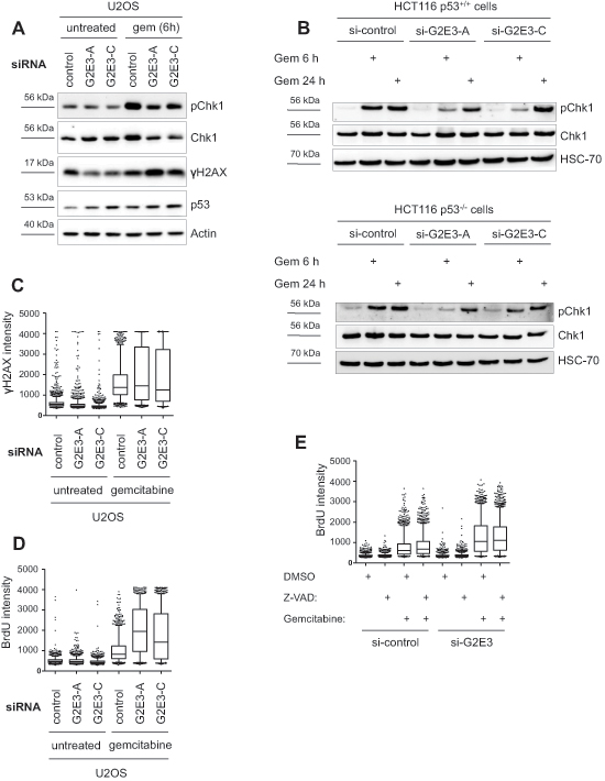 Decrease in phospho-Chk1 levels and increased accumulation of single-stranded DNA after G2E3 knockdown and gemcitabine treatment.