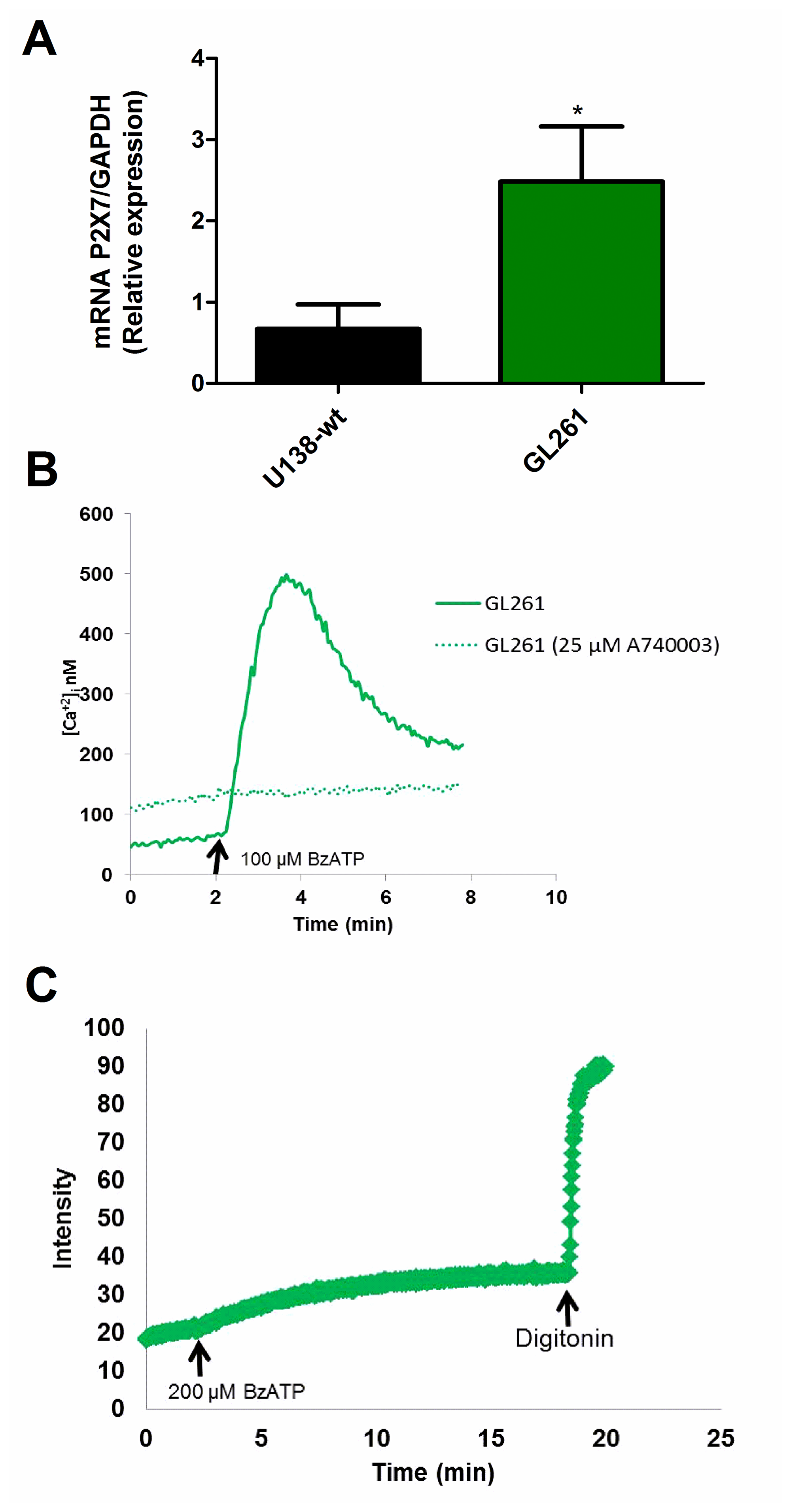 Characterization of the P2X7R receptor in mouse GL261 glioma cells.