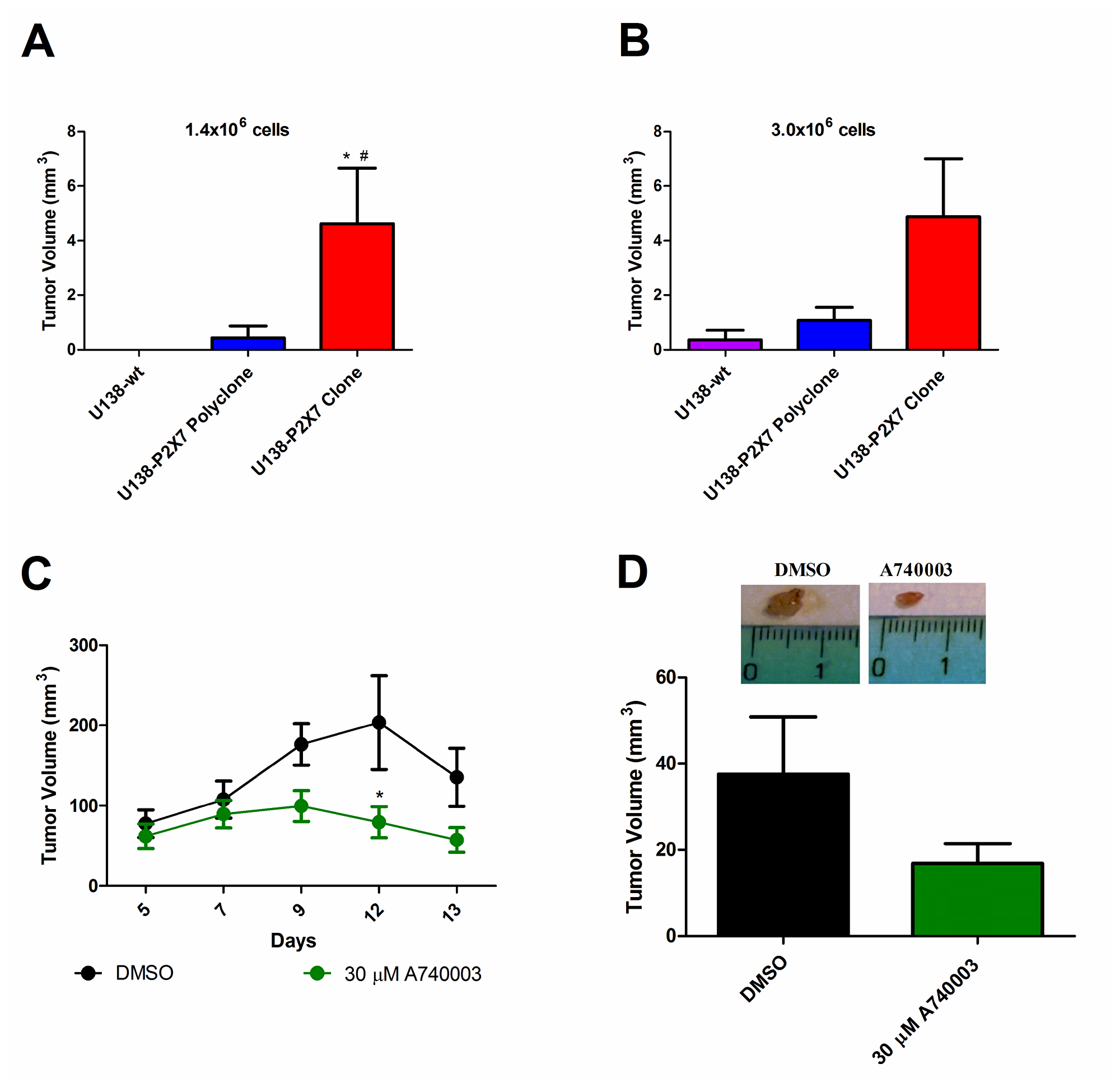 P2X7R expression increases in vivo tumor growth.