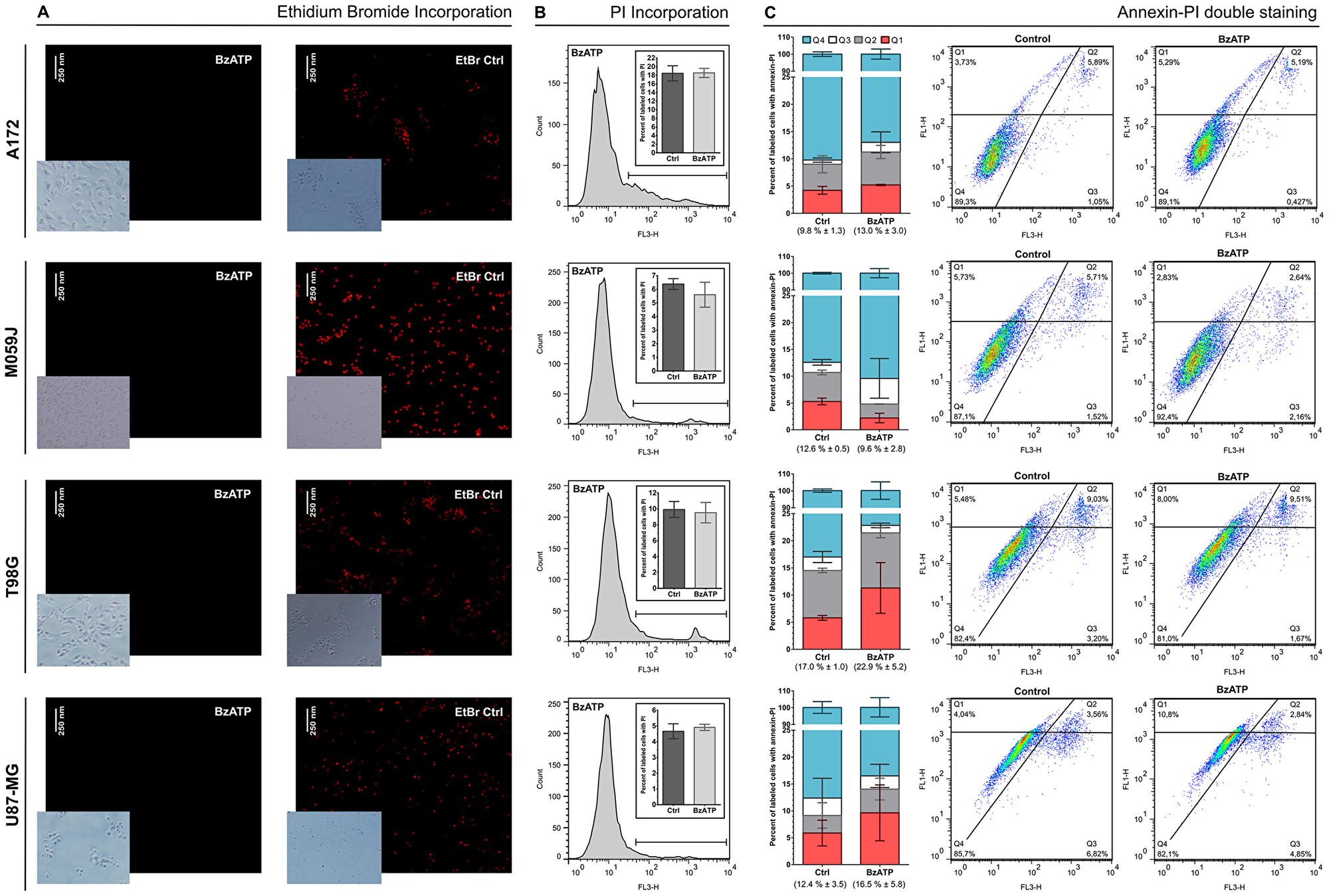 Effect of BzATP stimulation on A172, M059J, T98, and U87-MG glioma cell lines.