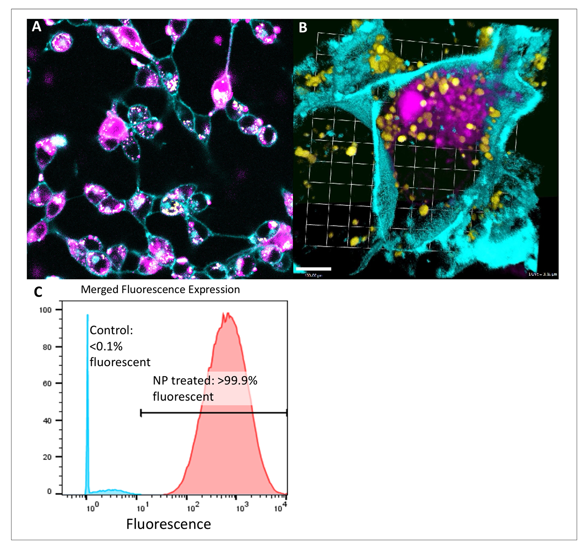 Intracytoplasmic delivery of siRNA by peptide nanoparticles in pancreatic and colorectal cancer is spatially separate from lysosomes and highly efficient.