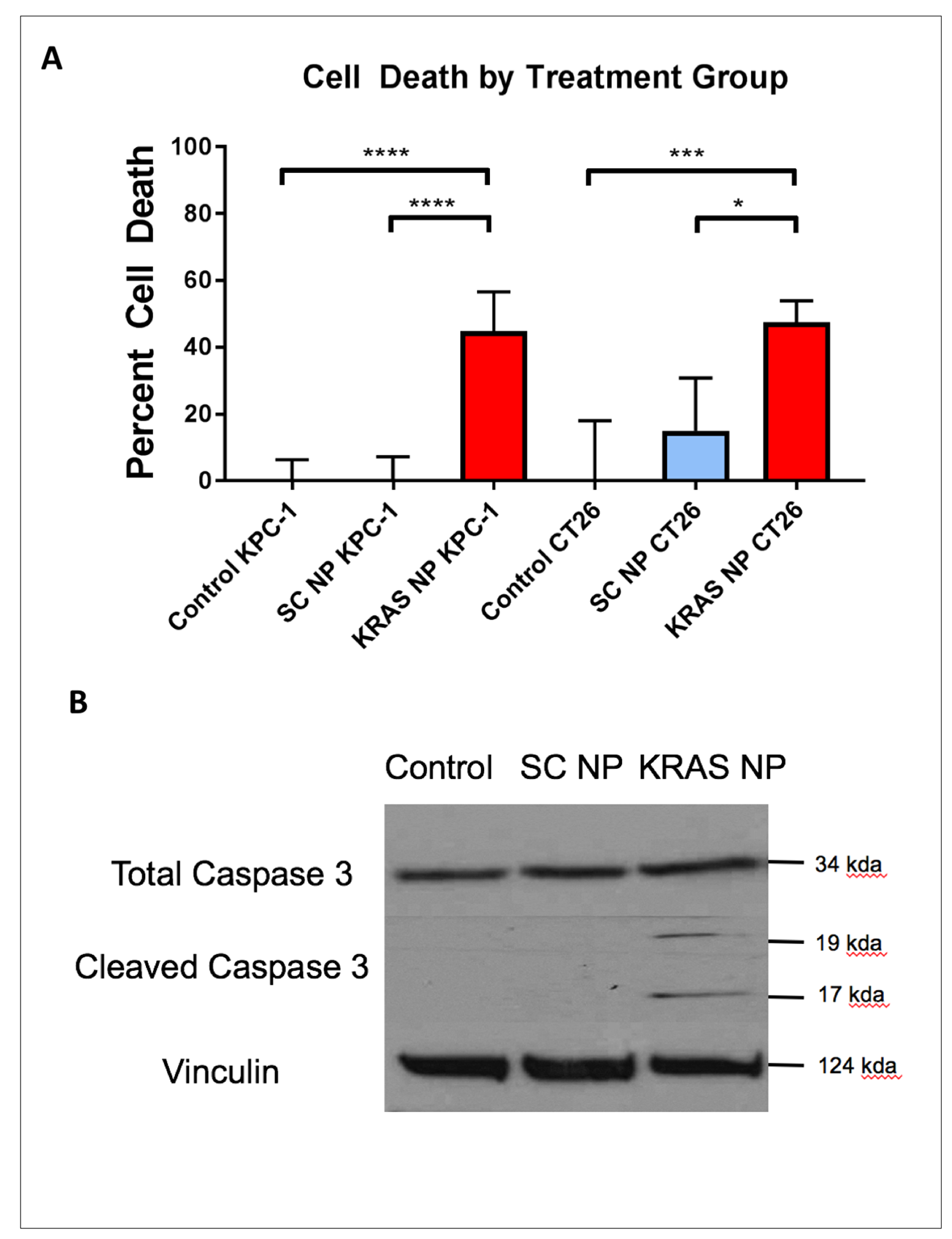 Treatment of pancreatic and colorectal cells with KRAS-siRNA NP leads to apoptosis mediated cell death.