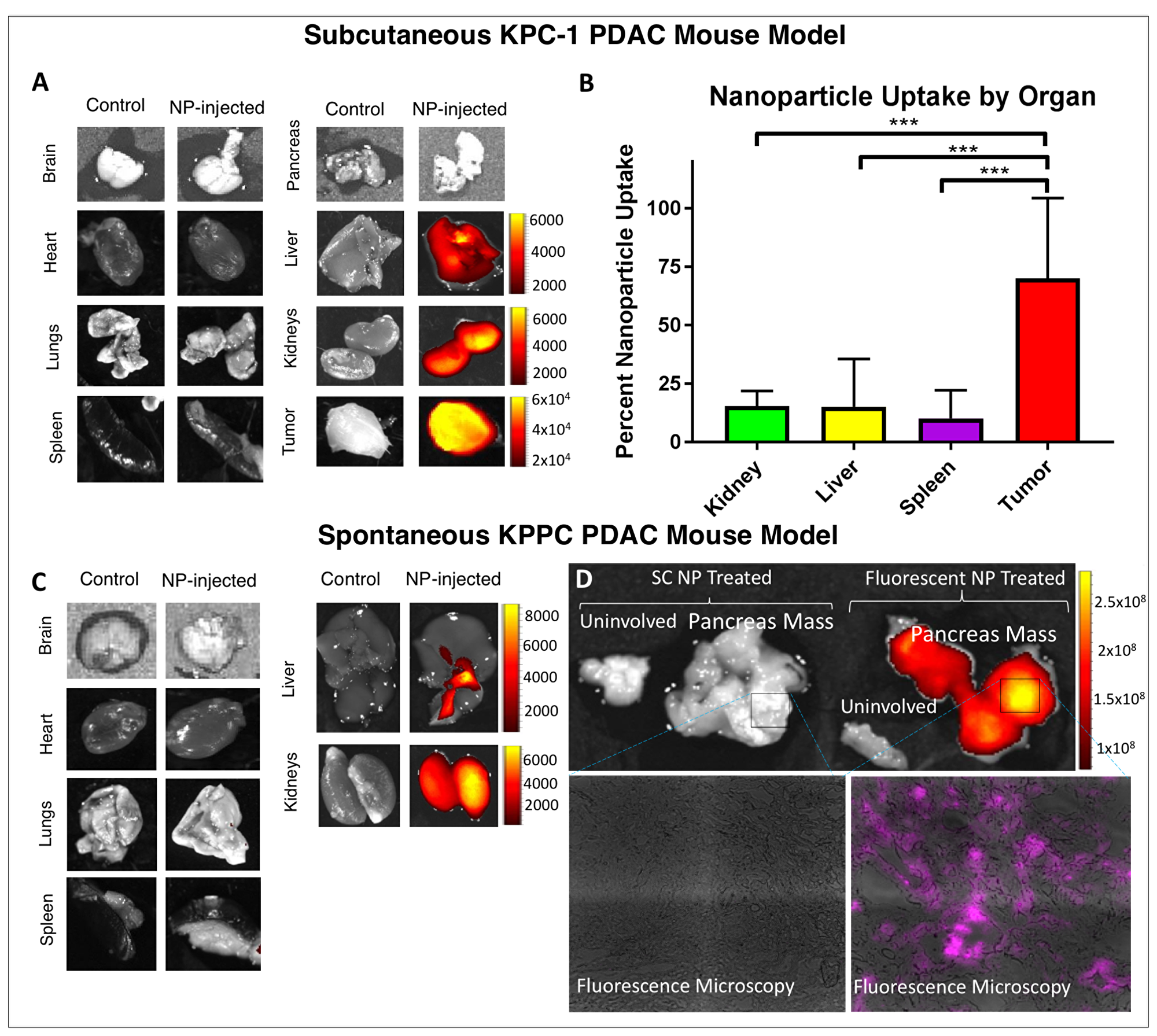 In-vivo tumor delivery of our nanoparticle construct.