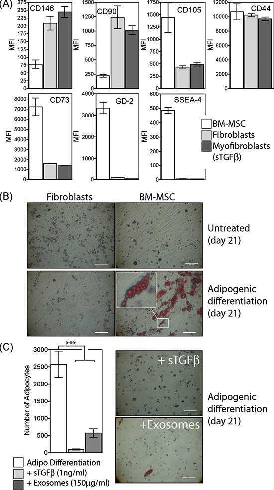 Characterisation of BM-MSC phenotype and differentiation.