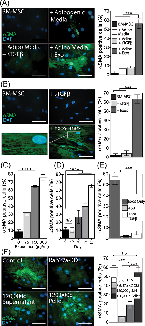 Exosomes drive differentiation of BM-MSC to a myofibroblast-like phenotype.