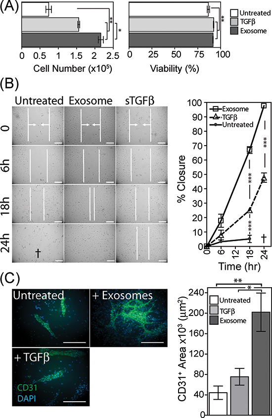 Pro-angiogenic functions of exosome-differentiated BM-MSC.