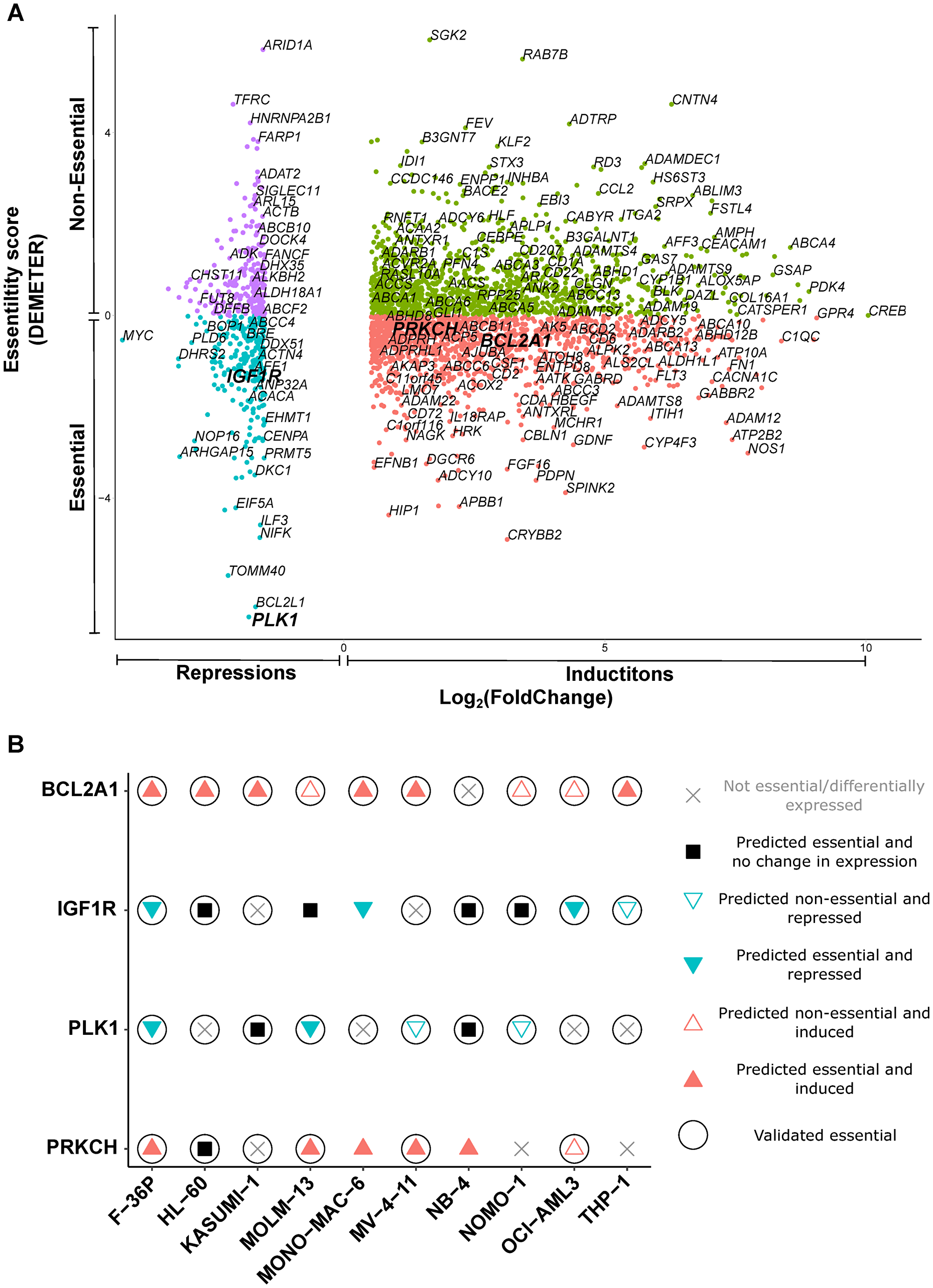 Essential mediators exert cytotoxicity in AML cell lines.