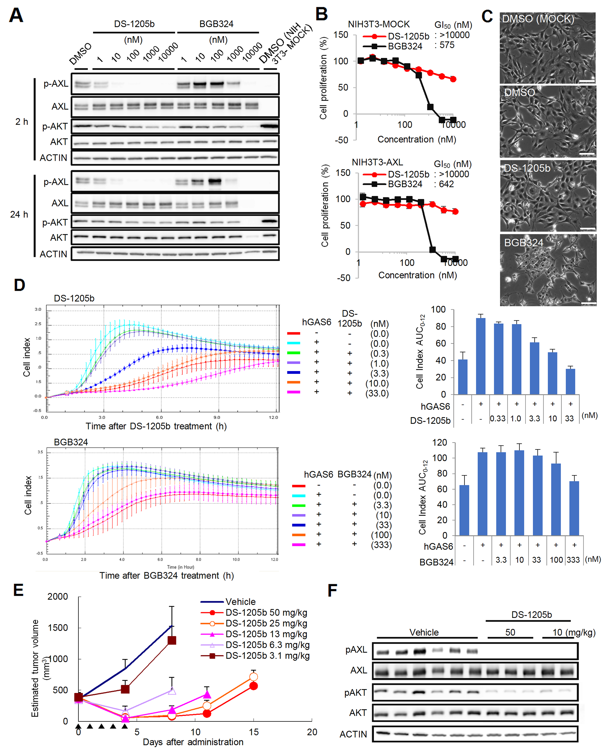 Effects of DS-1205b and/or BGB324 in NIH3T3-AXL cells in vitro and in vivo.