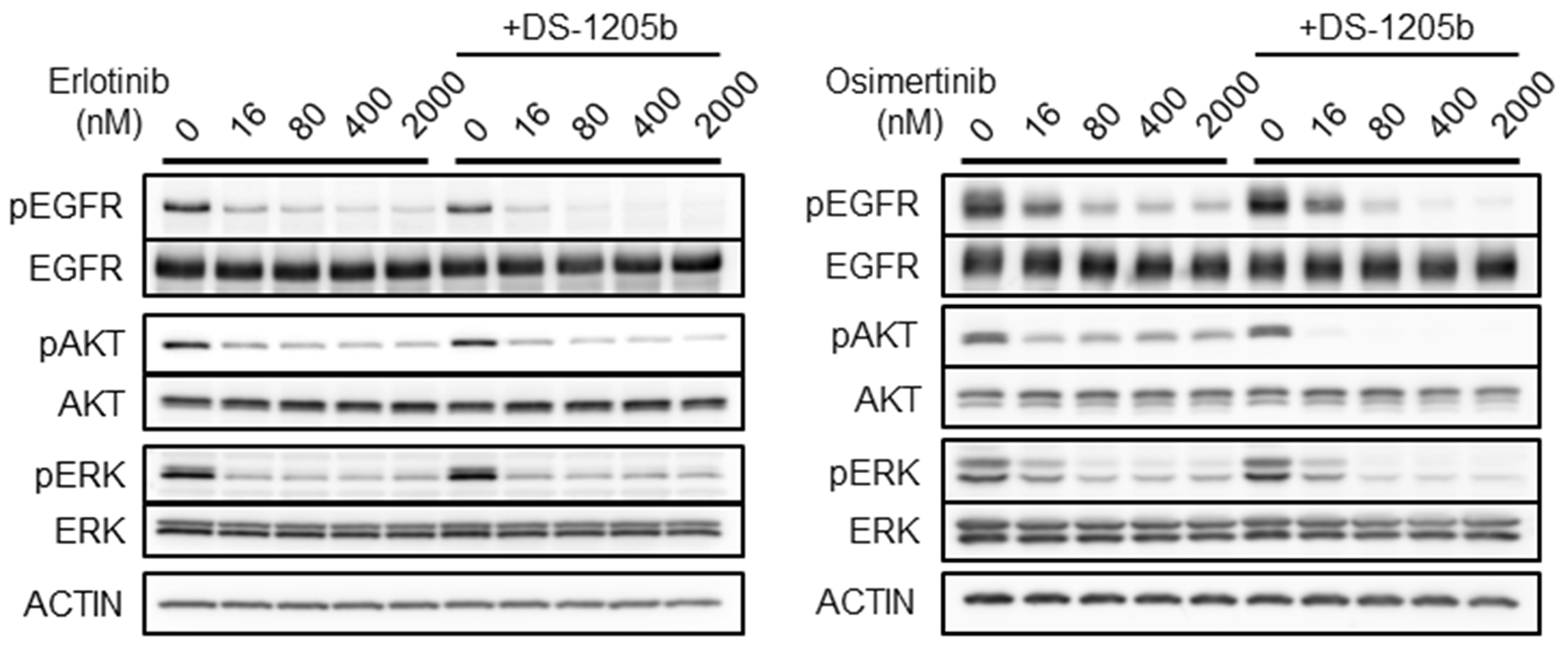 Combination treatment with erlotinib or osimertinib and DS-1205b inhibits AXL signaling in vitro.