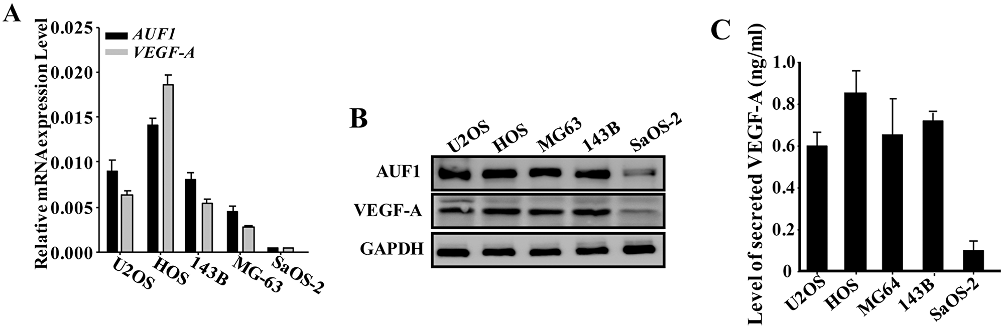 AUF1 positively regulates the expression of VEGF-A in osteosarcoma cells.