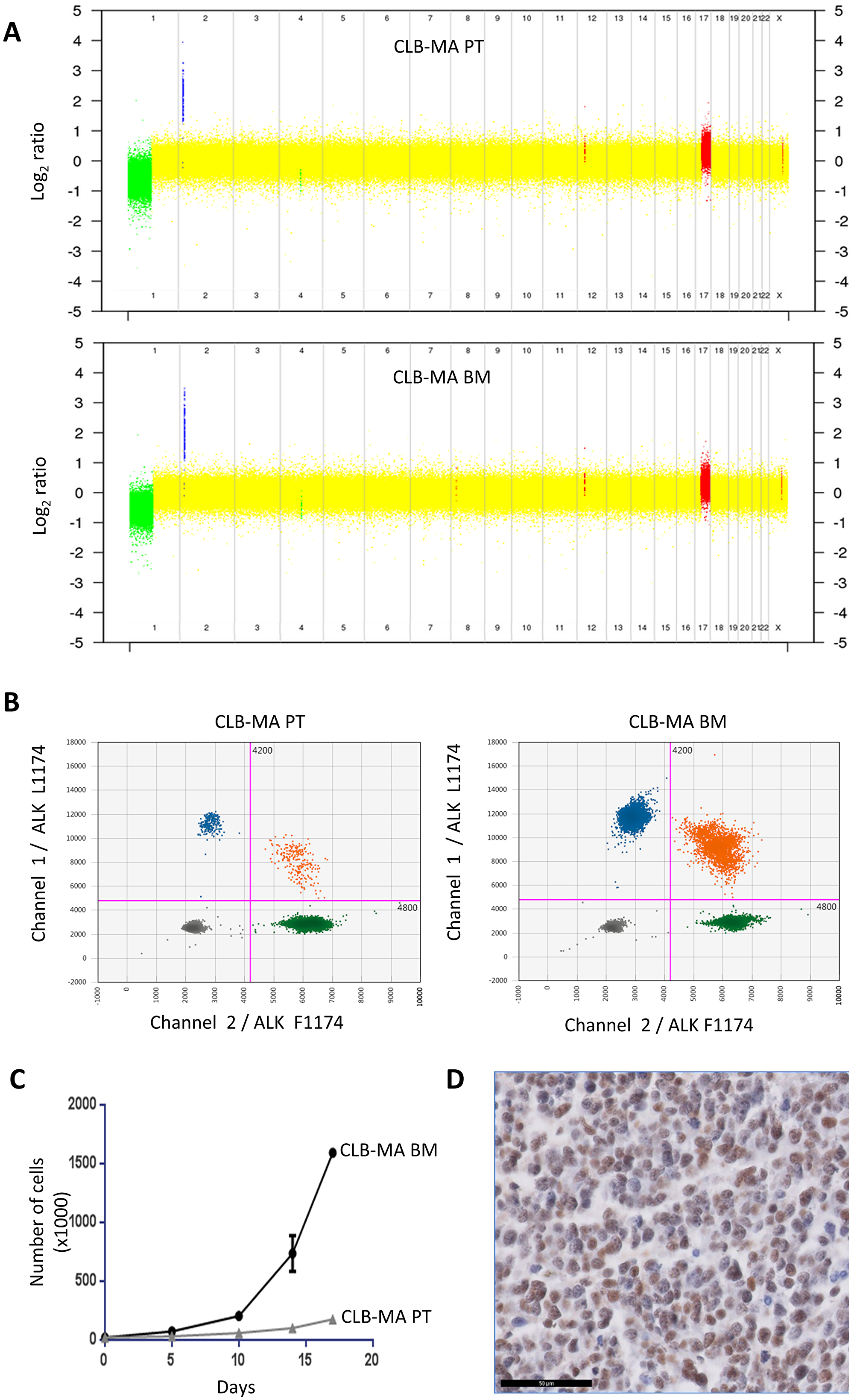 Genomic alterations and growth of the CLB-MA PT and CLB-MA BM neuroblastoma cell lines.