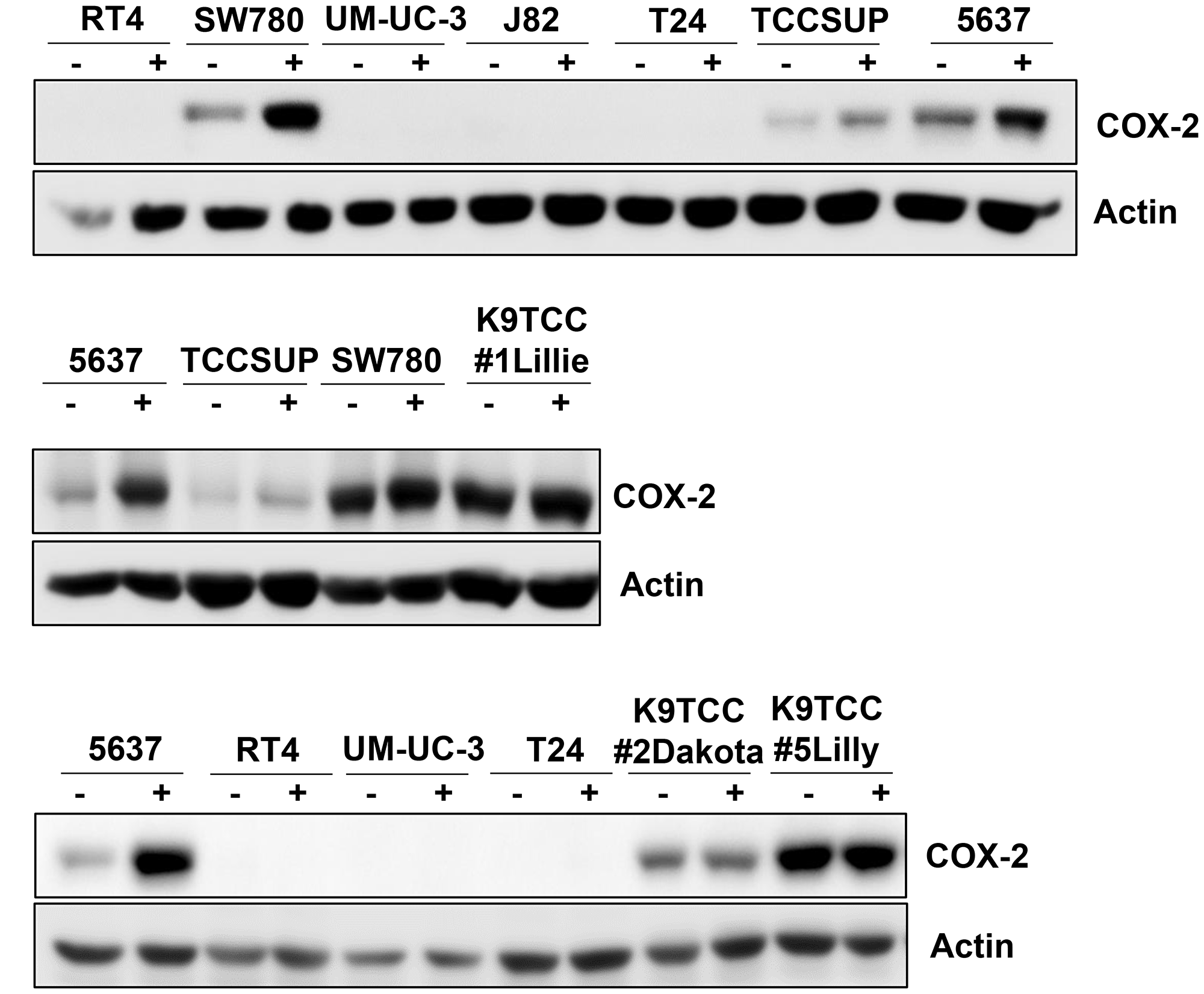 COX-2 expression in ten tested bladder cancer cell lines.