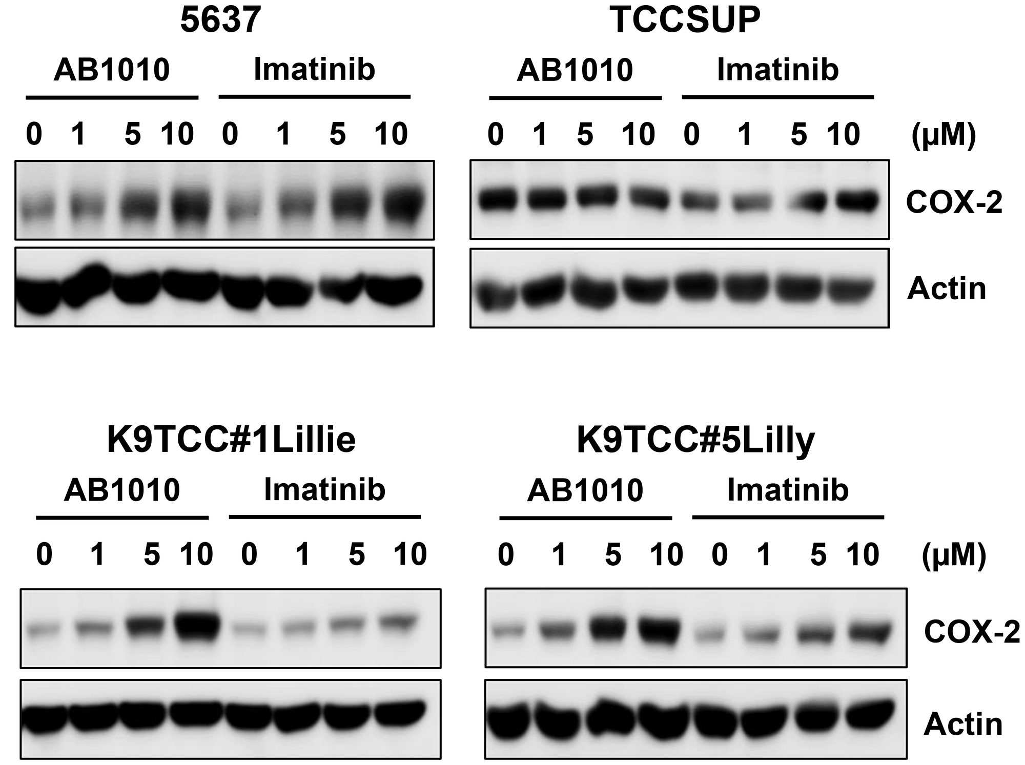 AB1010 and imatinib increased COX-2 expression in tested COX-2-expressing bladder cancer cells in a dose-dependent manner.