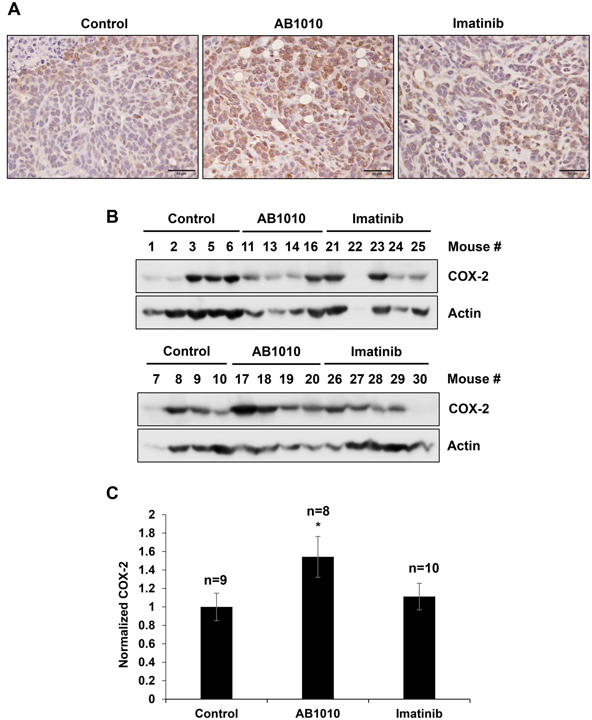 RTKIs-induced COX-2 expression in K9TCC#5Lilly xenograft tumors in vivo.