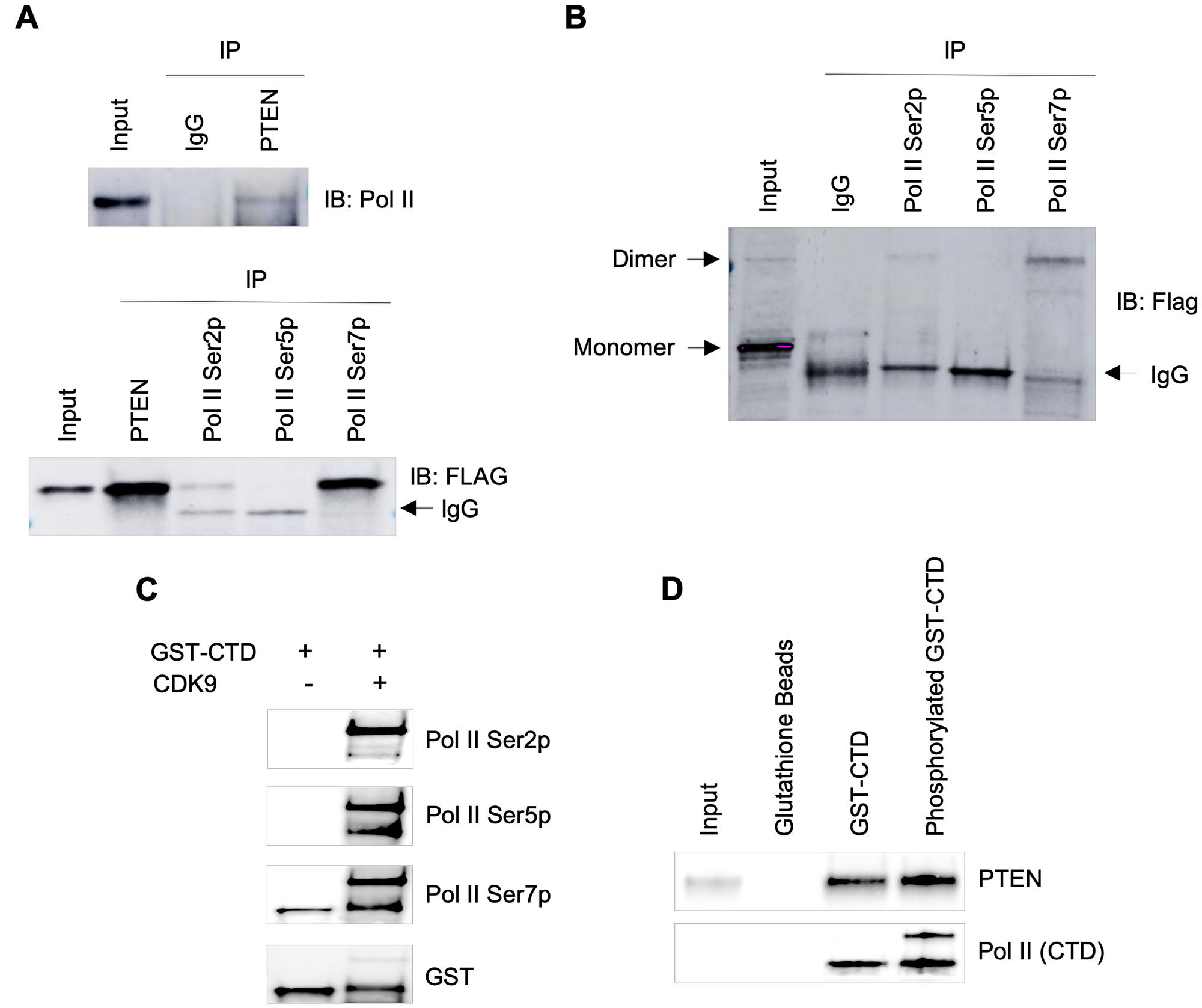 Association of PTEN with RNA Pol II transcription machinery.