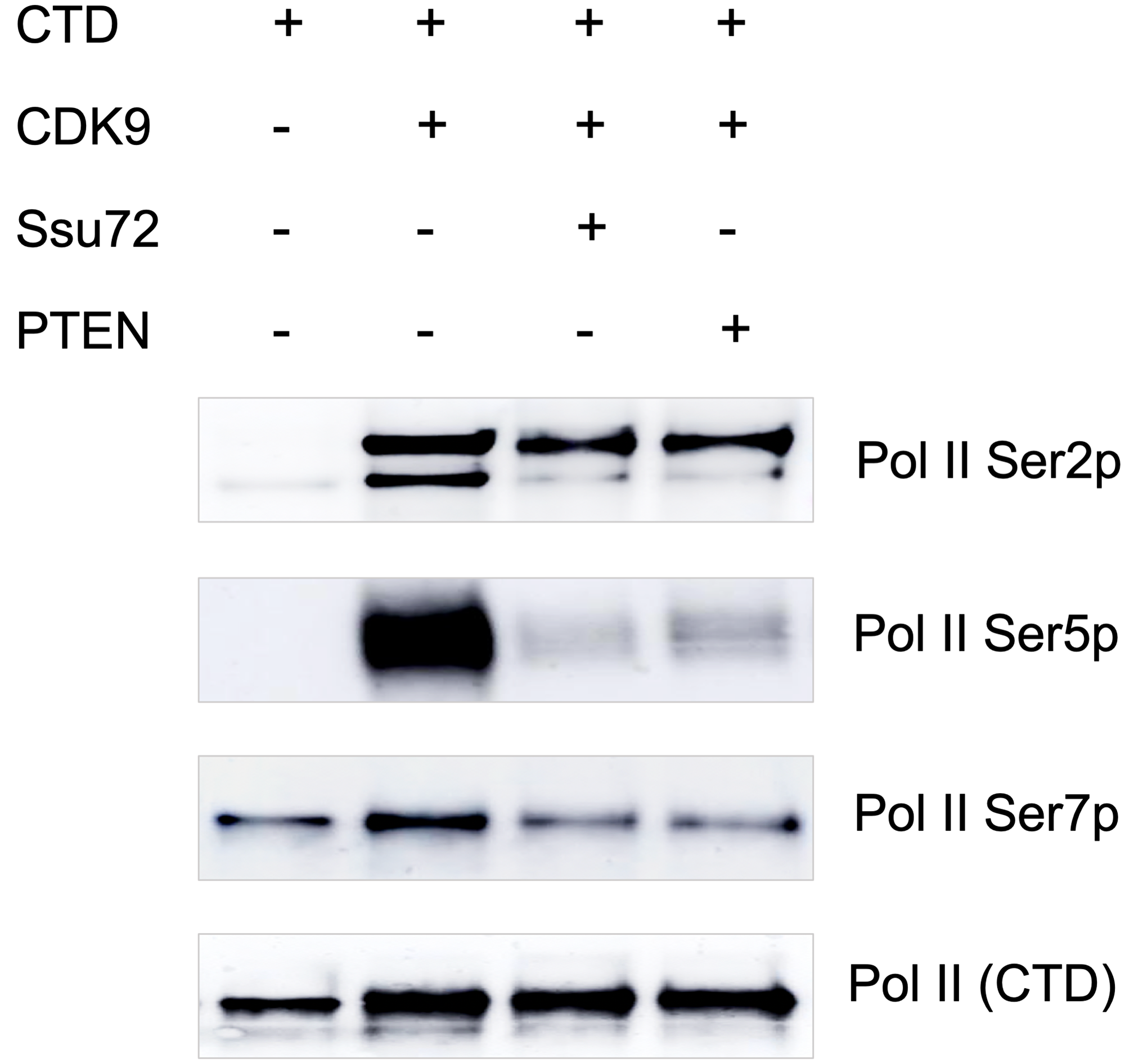 PTEN dephosphorylates Pol II CTD in vitro.