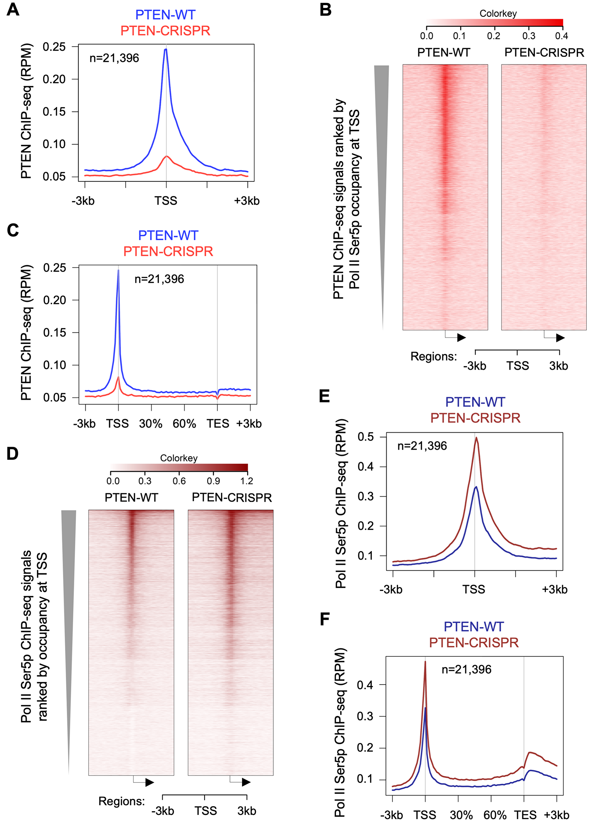 PTEN loss increases global Pol II Ser5 phosphorylation.