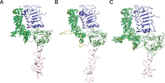 Electron density variations of the ErbB2 domain II in different forms.
