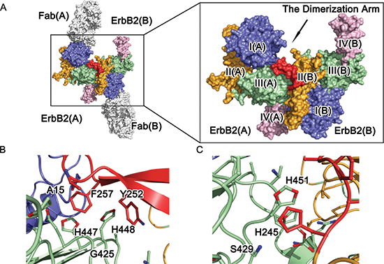Molecular architecture of ErbB2 ECD homodimer.