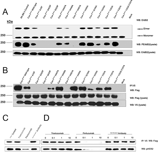 The impacts of key residues as well as the therapeutic antibodies on ErbB2 dimerization and phosphorylation.